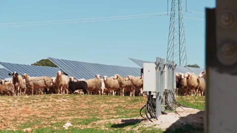 Sheep Among Solar Panels Video stock 287740940