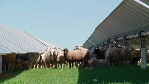 Sheep Among Solar Panels Video stock 287741031