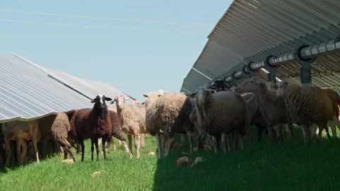 Sheep Among Solar Panels Video stock 287741687