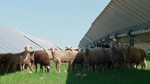 Sheep Among Solar Panels Video stock 287741753