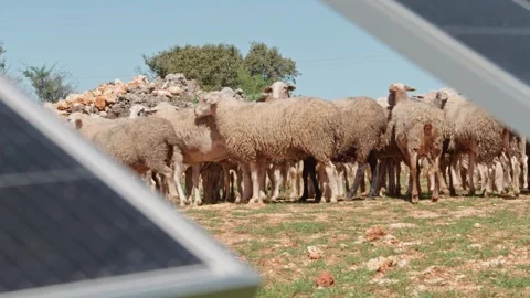 Sheep Among Solar Panels Video stock 287741870