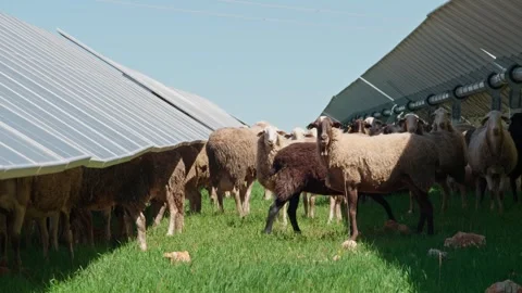 Sheep Among Solar Panels Video stock 287741936