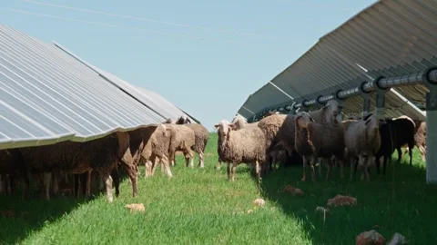 Sheep Among Solar Panels Video stock 287742015