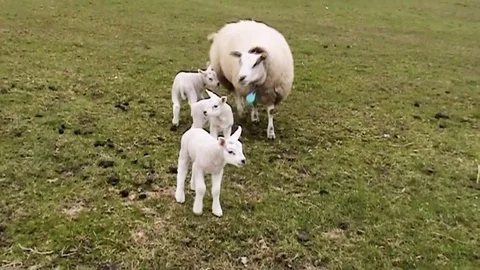 Sheep and 3 lambs on the grassfield Stock Footage 82902383