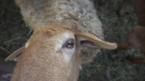 Sheep and calf look at frame 스톡 동영상 107975502