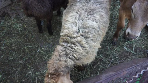 Sheep and calf in the pen Video stock 107975685