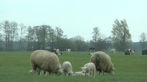 Sheep and cow Stock Footage 10895637