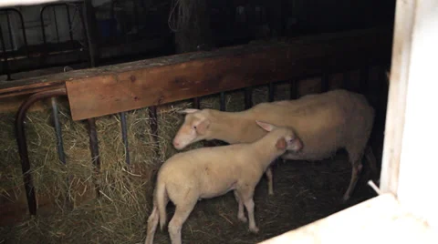 Sheep and cows in barn Stock Footage 28503417