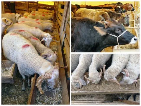 Sheep and cows 스톡 사진