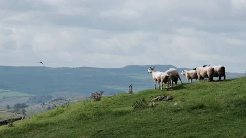 Sheep and Crows Gaze Out Across Epic Yorkshire Dales Valley Video stock 182977980