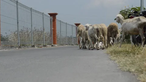 Sheep and cubs Video stock 212546021