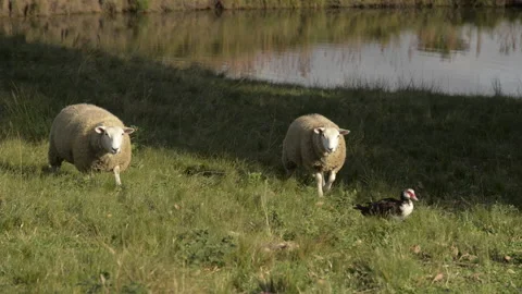 Sheep and duck together Stock Footage 189063325