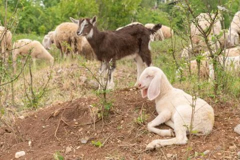 Sheep and goat cubs in a meadow in the mountains. Fotos de archivo