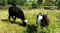 Sheep and goat HD Footage