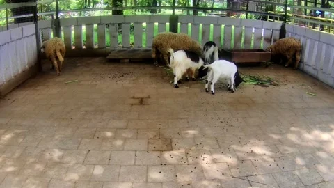 Sheep and goat Stock Footage 168086566
