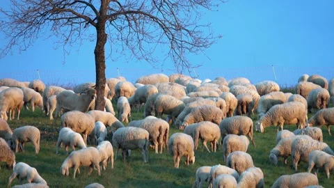 Sheep and goat Vídeos de archivo 193989341