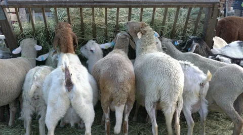 Sheep and goats feeding Video stock 57728014