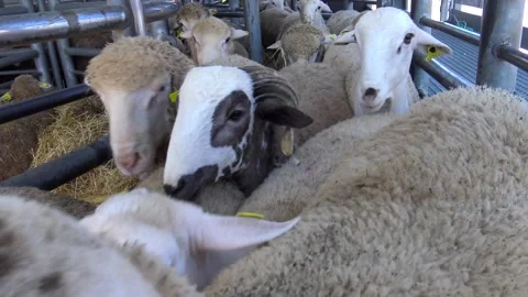 Sheep and goats in a fold Stock Footage 311568970