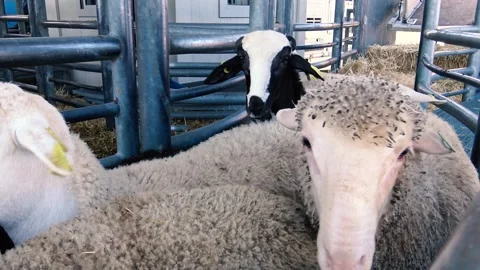 Sheep and goats in a fold. Video stock 311568975