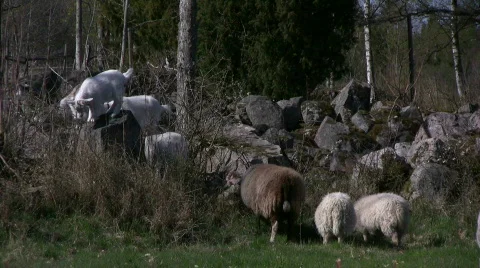 Sheep and Goats Stock Footage 582958