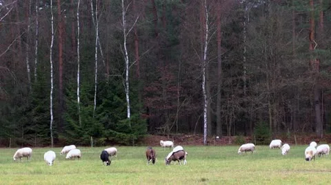 Sheep and Goats Stock Footage 18140388
