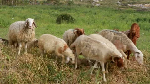 Sheep and goats Stock Footage 22338188