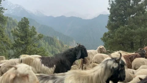Sheep and goats Stock Footage 320213961