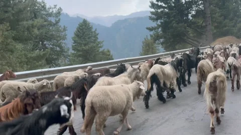 Sheep and goats Stock-Footage 320213997