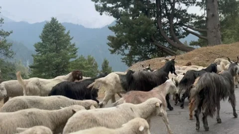 Sheep and goats Stock-Footage 320214008