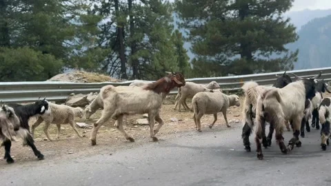 Sheep and goats Stock-Footage 320214010