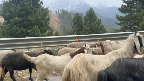 Sheep and goats Stock Footage 320214118