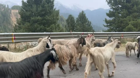 Sheep and goats Stock Footage 320214130