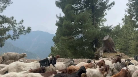 Sheep and goats Stock-Footage 320220632