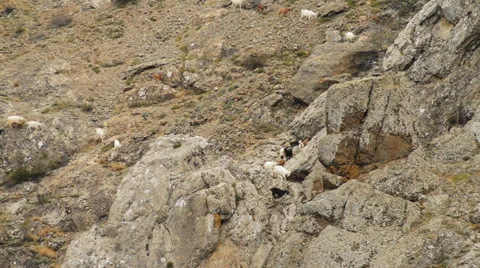 Sheep and goats graze on mountain meadows Video stock 31286913