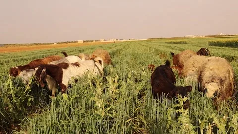 Sheep and goats grazing in field and eating wild plants in the countryside Stock Footage 312677953