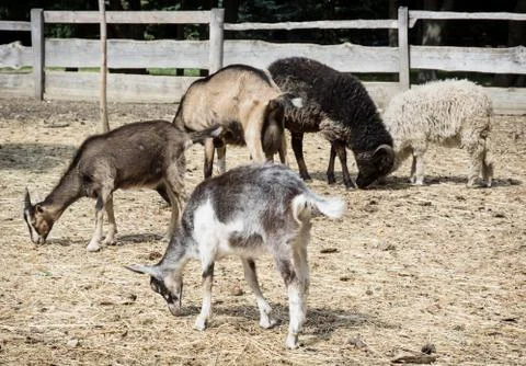 Sheep and goats Stock Photos