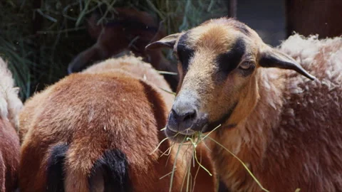 Sheep and Goats Prepared for Eid al-Adha in Islam Stock Footage 275847125