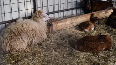 Sheep and goats rest on straw inside a farm enclosure near a wooden feeder. Calm Stock Footage 327483243