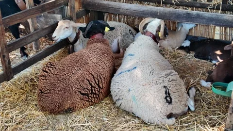 Sheep and Goats Resting on Straw Inside a Traditional Farm Pen Video stock 333375886