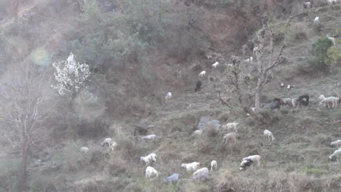 Sheep and gray angora goats are fed on hillside Himalayas Stock Footage 89392453