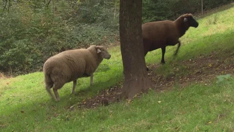 Sheep and hedgehog under a tree on a meadow Stock Footage 281570865