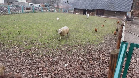 A sheep and a hen are sharing a piece of bread in a country, rural, scenery in a Stock Footage 72461425