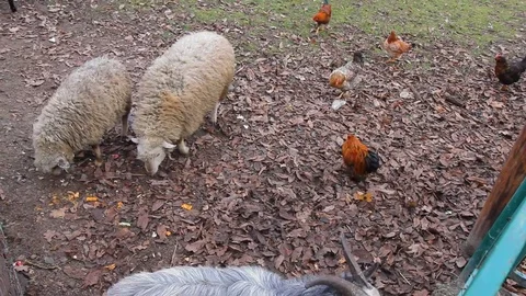 A sheep and a hen are sharing a piece of bread in a country, rural, scenery in a Stock Footage 72461519