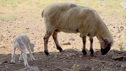 Sheep and her few hours old lamb in the Golan Heights Vídeo Stock 147192704