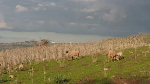 Sheep and her few hours old lamb in the Golan Heights Vídeos de archivo 179529792