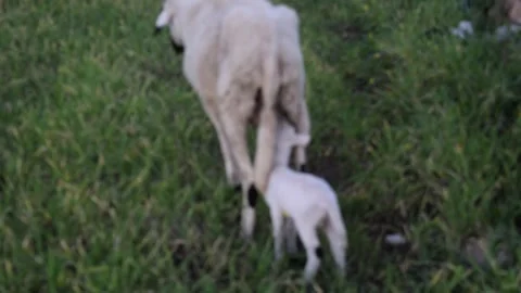 Sheep and her lamb Stock Footage 320176637