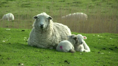 Sheep and her Lambs Stock Footage 419296