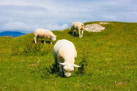 Sheep and horses in the fields of Iona in the Inner Hebrides, Scotland Stock Photos