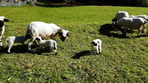 Sheep and lamb breeding Video stock 82223419
