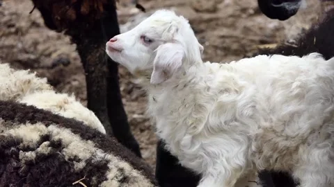 Sheep and lamb on the farm Video stock 238504328